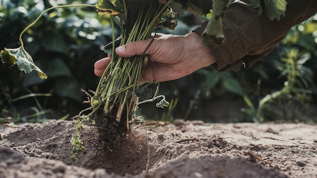 Human hands plant a strawberry seedling in the garden Cultivated land close up Gardening concept Agriculture plants growing in bed row