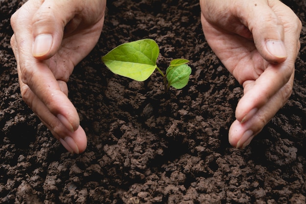 Human hands protecting green small plant life concept.Ecology concept.