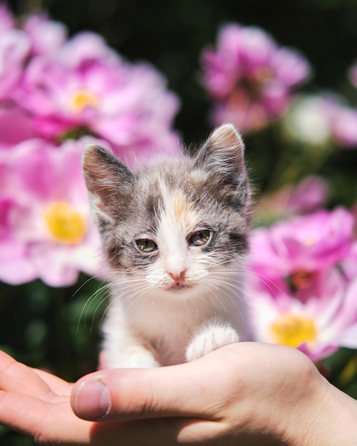 Human holds kitten against background of bright pink flowers in garden Mixed breed kitten