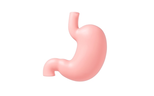 Photo human internal stomach anatomy 3d rendering 3d illustration