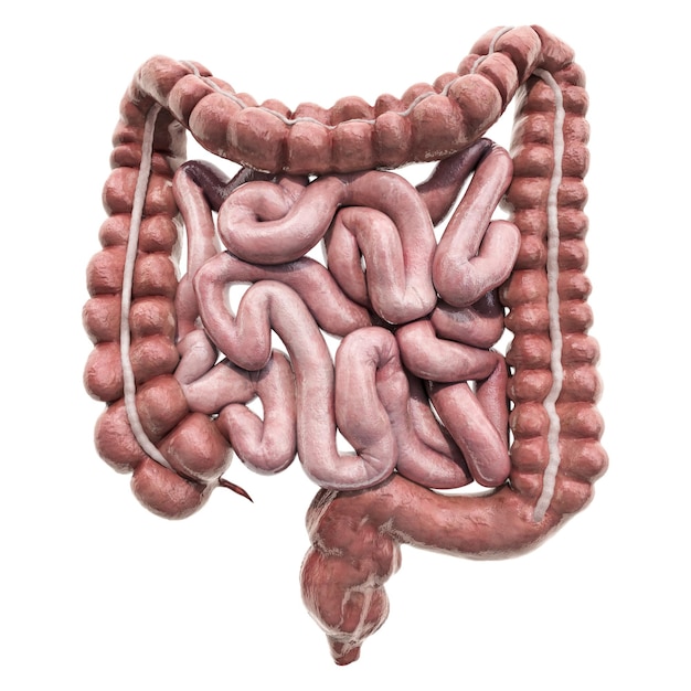 Human intestines with chain Abdominal pain concept 3D rendering