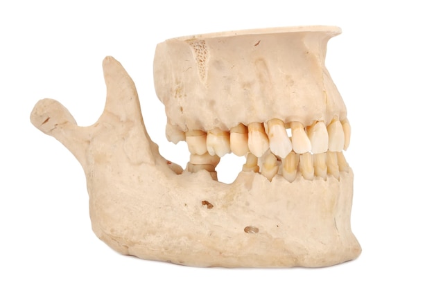 Human jaw