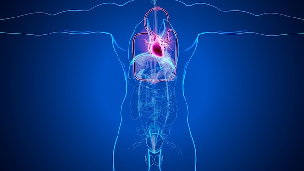 human male heart circulatory system 3d render