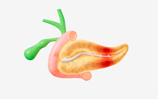 Human pancreas gall bladder organ model 3d rendering