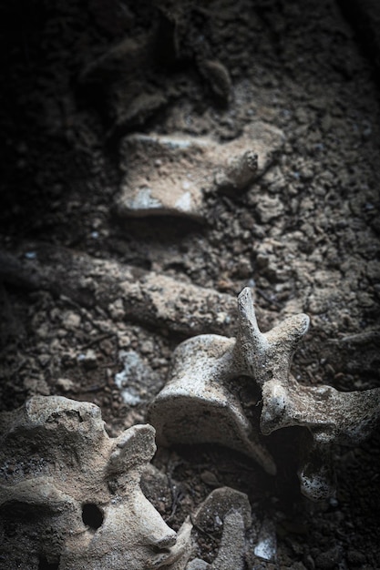 human remains of vertebral bones book cover