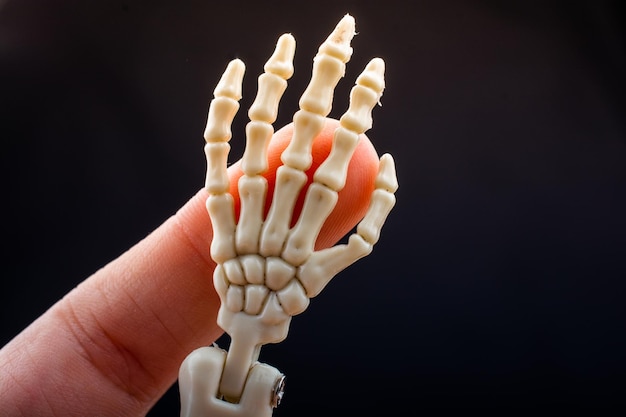 Human skeleton hand anatomy model Medical clinic concept