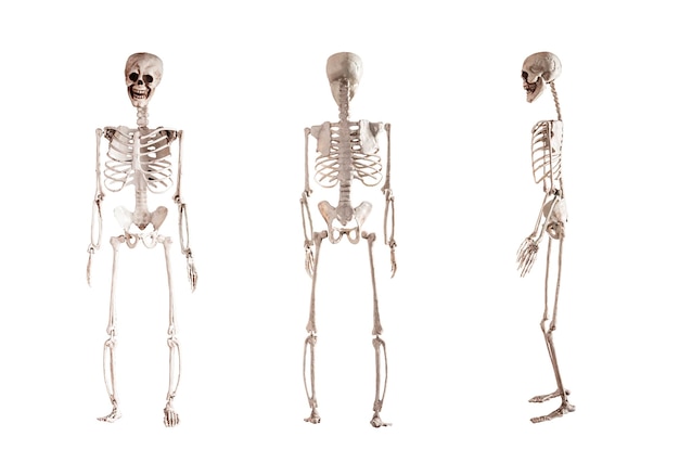 Human skeleton model isolated on white background Front back side views Anatomy or Halloween holiday concept