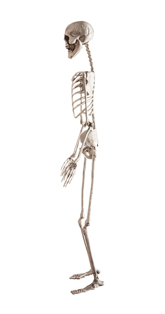 Human skeleton model isolated on white background Side view Musculoskeletal system Anatomy Halloween day horror concept