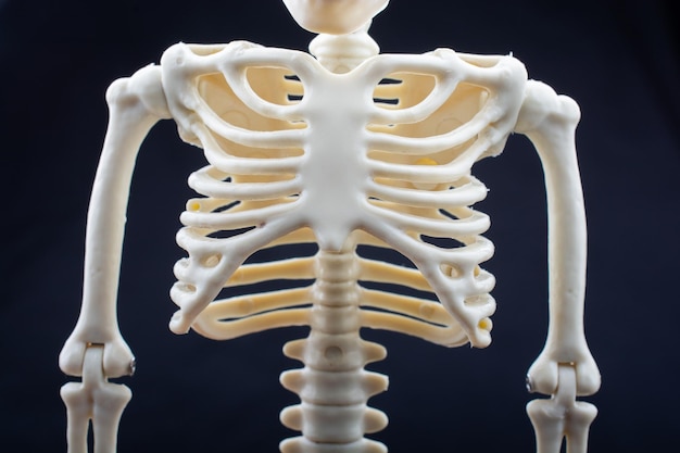 Human skeleton model posing for medical anatomy science