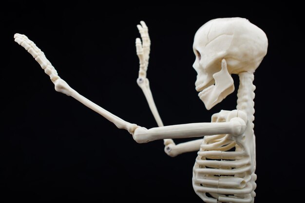 Human skeleton model posing for medical anatomy science