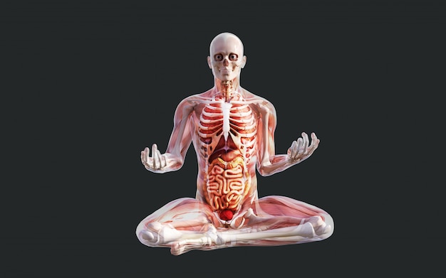 Photo human skeleton muscle system, bone and digestive system with clipping path