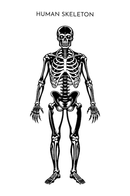 Photo human skeleton silhouette and bones collection vector