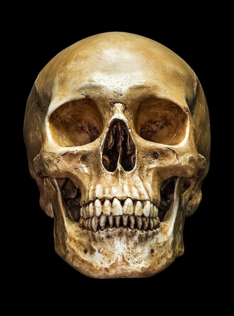 Human skull in front aspect isolated on black background