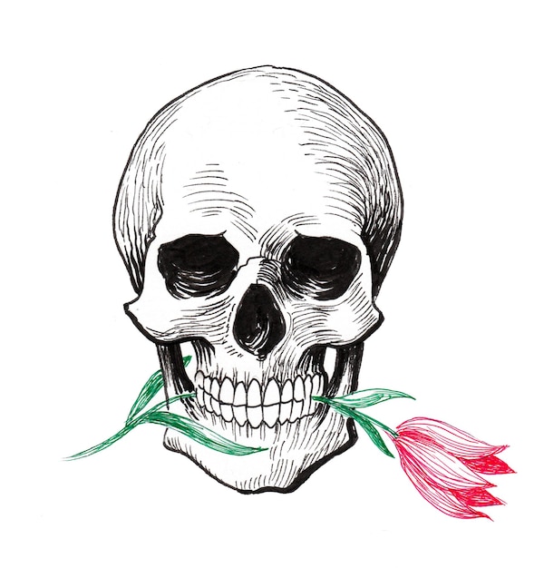 Human skull with tulip flower. Ink drawing