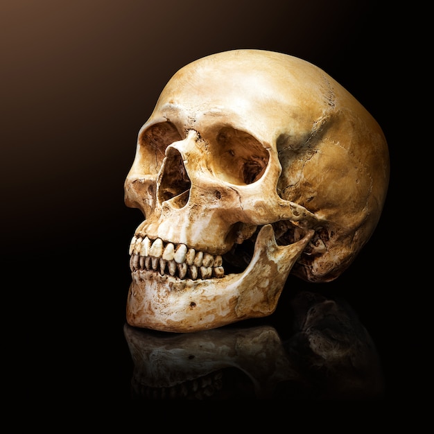 Human skull