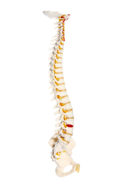 a human spine preparation over white background