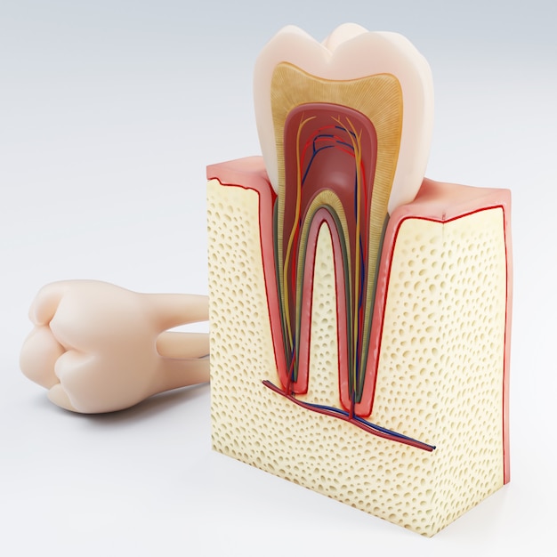 Human tooth. Digital illustration of teeth cross section in isolated . 3d rendering