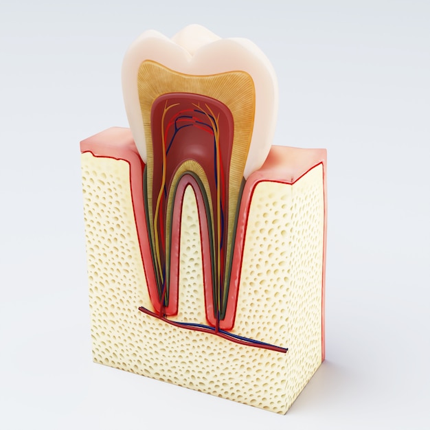 Human tooth. Digital illustration of teeth cross section in isolated . 3d rendering