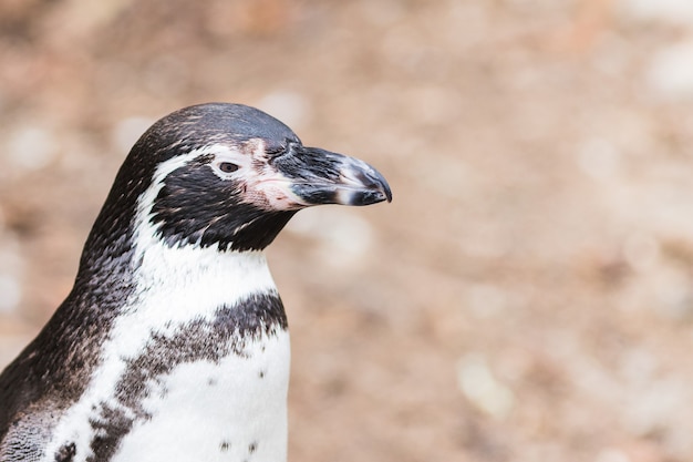 A Humboldt penguin (Spheniscus humboldti) also called Peruvian Penguin or Patranca on the rocks of a cliff.