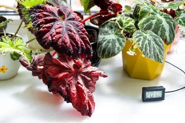 Humidity and temperature sensor for proper care of plants at home Begonia decorative deciduous in the interior of the house Hobbies in growing caring for plants greenhome gardening at home