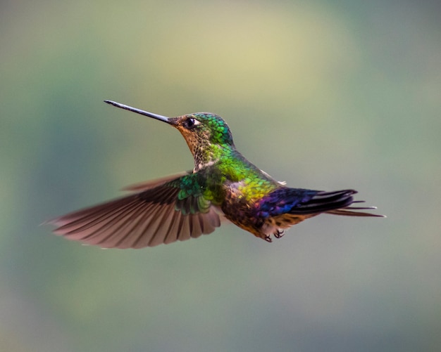 Humming Bird Green Flying