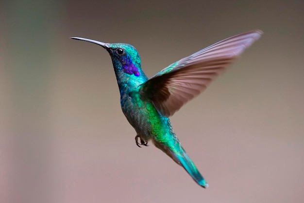 Humming bird