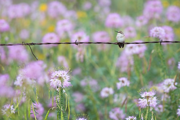 Hummingbird on Barbed Wire Fence with Wildflowers