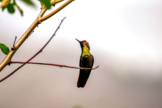 hummingbird on a branch