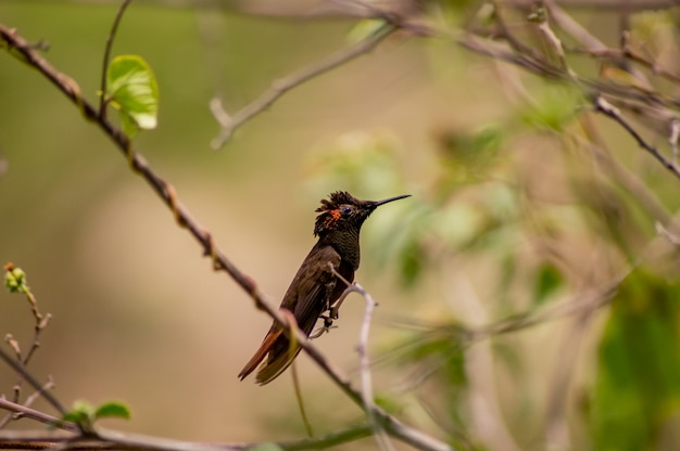 hummingbird on a branch