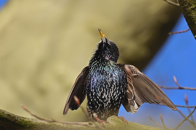 hummingbird in flight