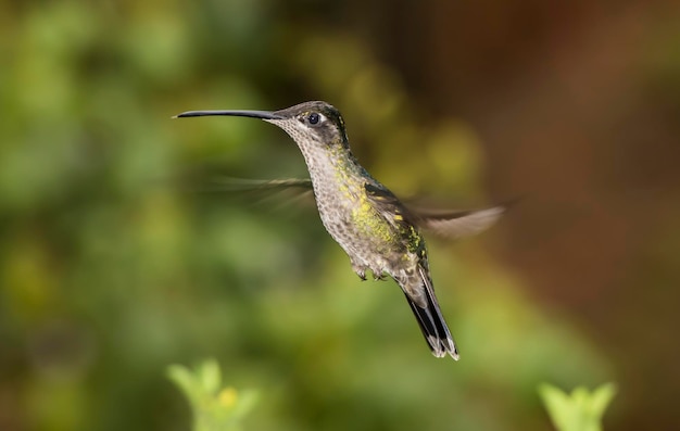 A hummingbird flying in front of a green background