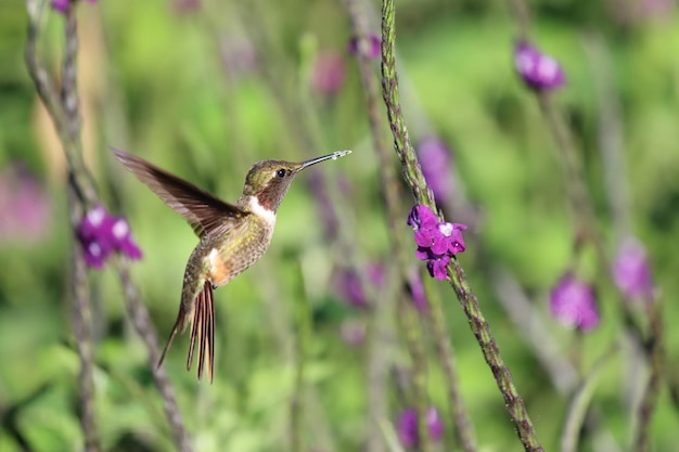 A hummingbird is flying near a purple flower.