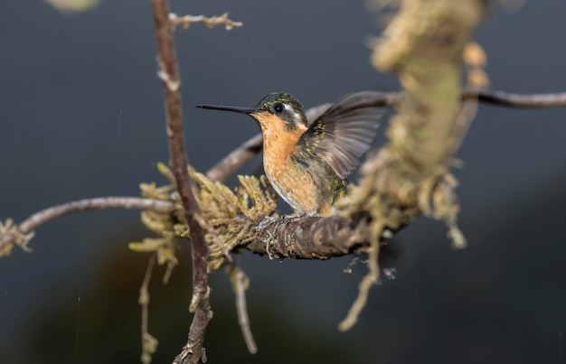 A hummingbird sits on a branch in the rain.