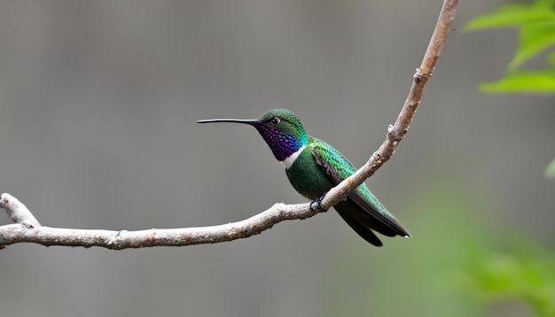 a hummingbird sits on a branch with a blurry background