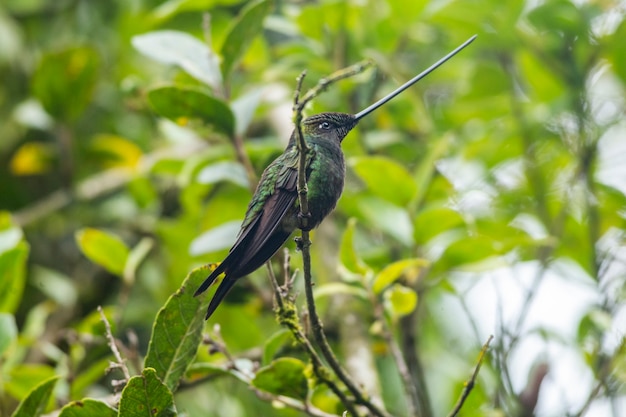 A hummingbird