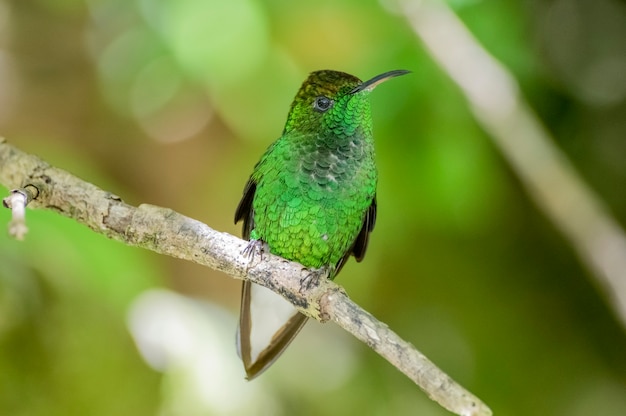 Hummingbirdis a family of small birds from the order Swift.