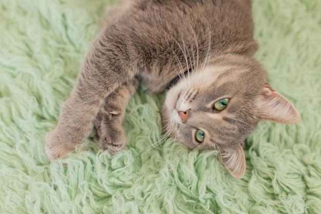 Humorous photo of grey cat sleeping on green carpet