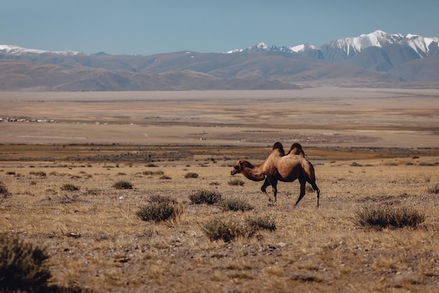 A humpback camel grazes in a grassy clearing alone against the backdrop of picturesque rocky mountains