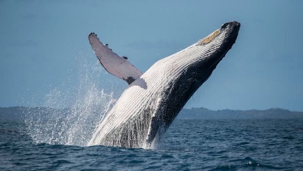 Humpback whale is jumping out of the water 