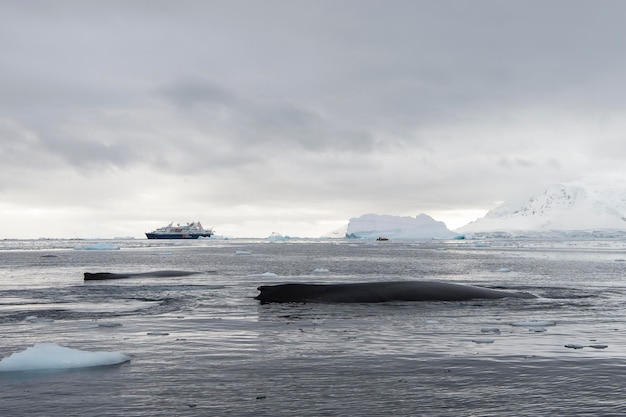 Humpback whale logging