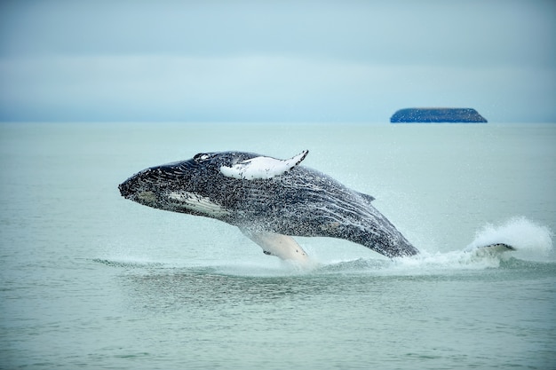 Humpback Whale (Megaptera novaeangliae) breaching near Husavik City in Iceland.