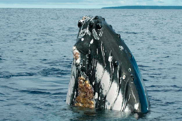 Humpback whale in Tonga, Polynesia Paradise