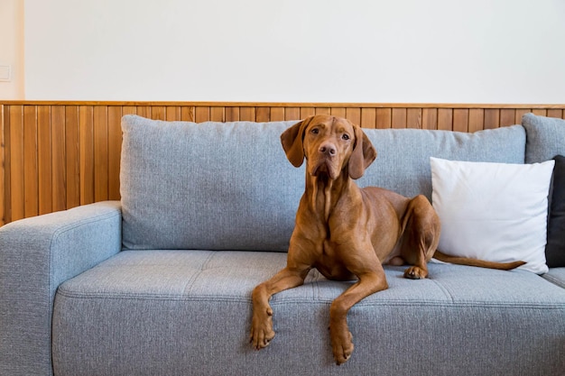 Hungarian vizsla dog lies on a sofa