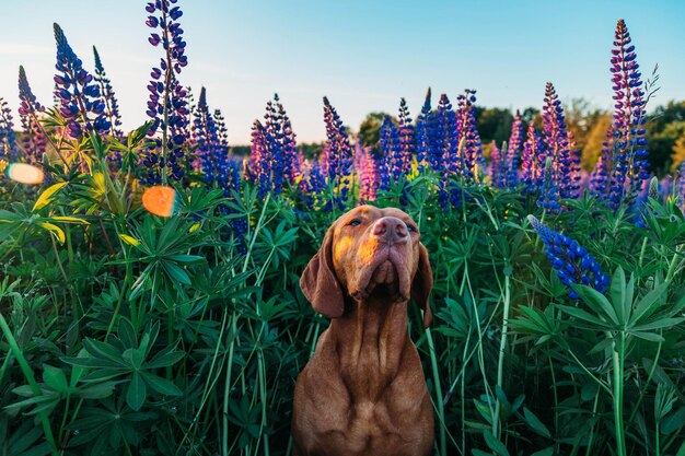 Hungarian vizsla dog in the sunset and flowers lupines