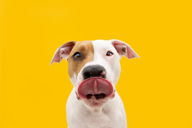 Hungry American Staffordshire dog Straight licks. Isolated on yellow surface