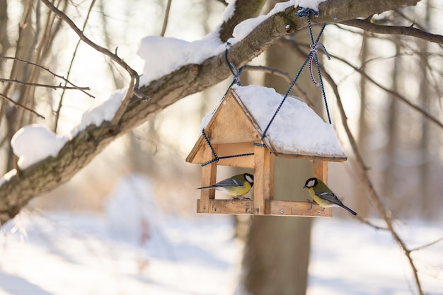 Hungry birds eat food from hanging feeder on sunny