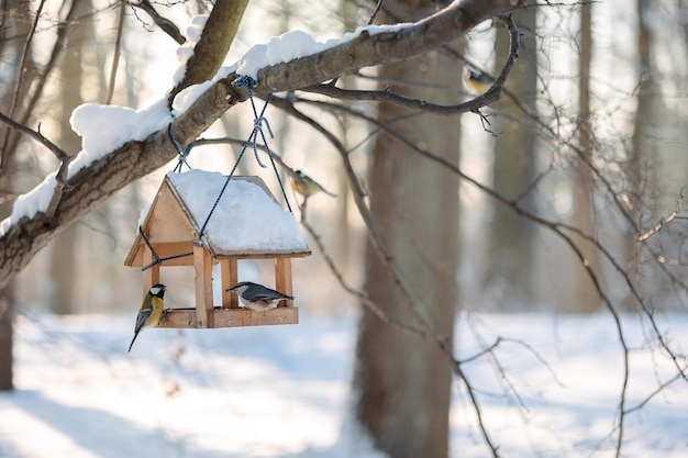 Hungry birds eat food from hanging feeder on sunny