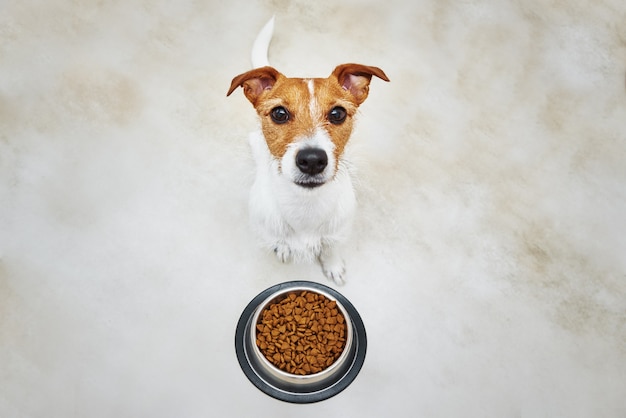 Hungry dog looking at camera near food bowl with dry feed pet feeding