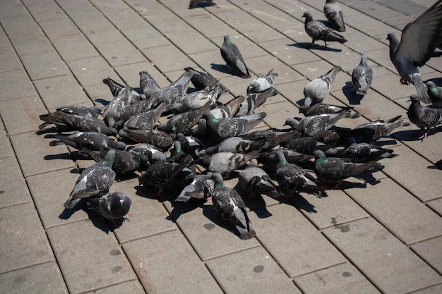 Hungry flock of pigeons feeding in the street