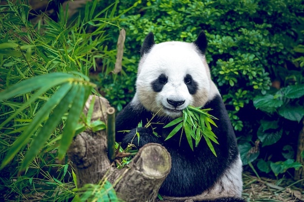 Hungry giant panda bear eating bamboo